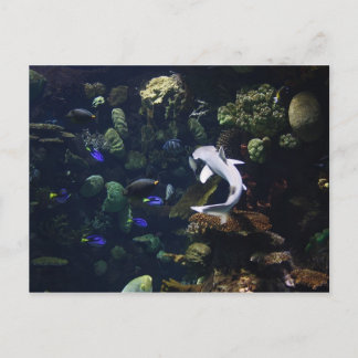 Cartão Postal Vida Aquática