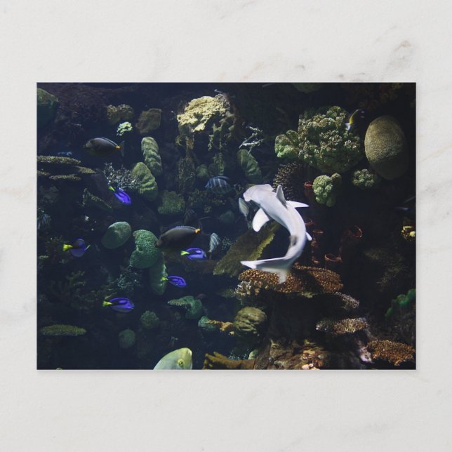 Cartão Postal Vida Aquática (Frente)