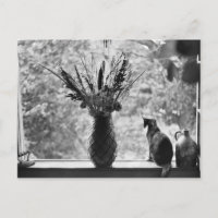 Vida Estática com Gato