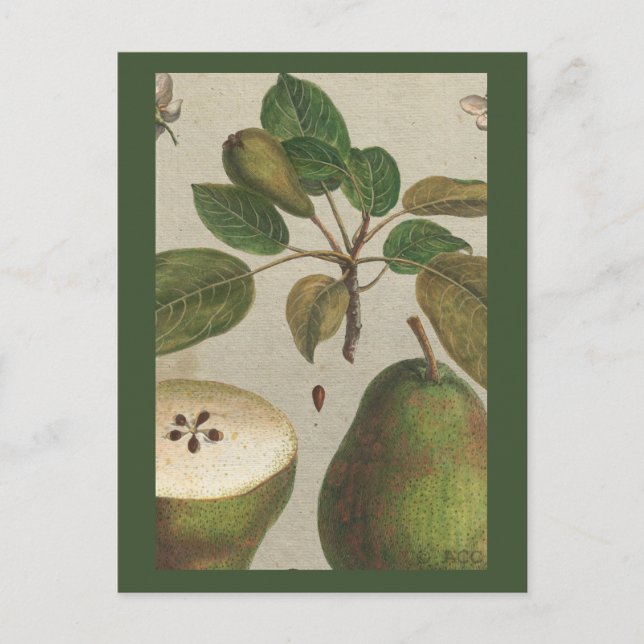 Cartão Postal Vida Estática da Pear Fruta Botânica (Frente)