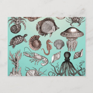 Cartão Postal Vida marinha