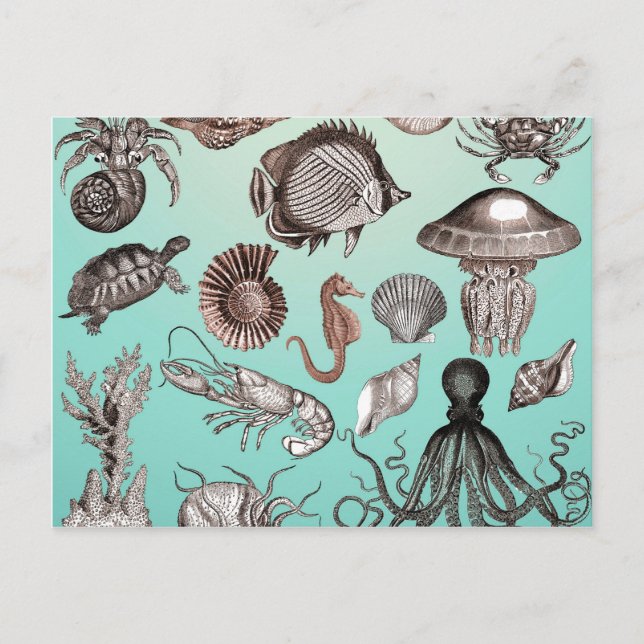 Cartão Postal Vida marinha (Frente)