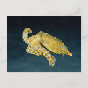 Cartão Postal Vida marítima - Octopus