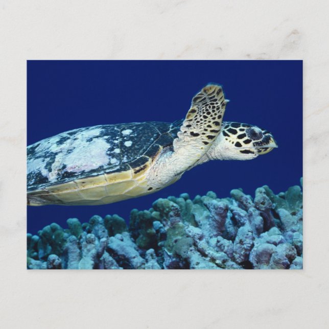Cartão Postal Vida marítima - Tartaruga marinha (Frente)