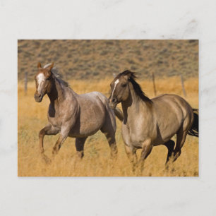 Cartão Postal Vida no Rancho em The Ponderosa Ranch