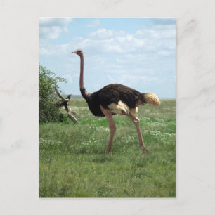 Cartão Postal Vida Selvagem Africana de Ostrich