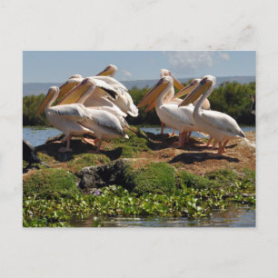 Cartão Postal Vida Selvagem Africana dos Pelicanos