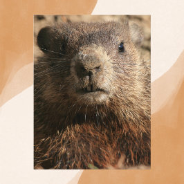 Cartão Postal Vida Selvagem de Encerramento Intenso do Groundhog