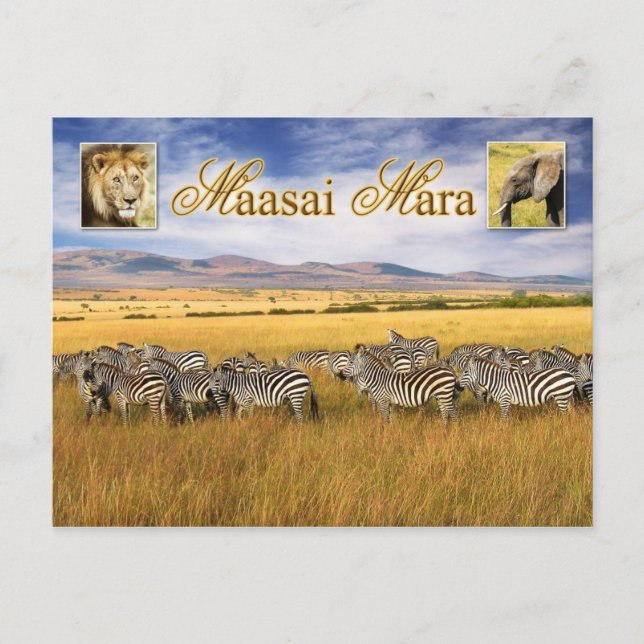 Cartão Postal Vida selvagem de Maasai Mara no Quênia (Frente)