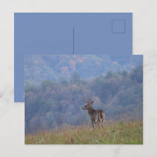 Cartão Postal Vida Selvagem do Cades Cove - Grandes Montanhas Fu