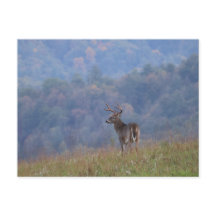 Vida Selvagem do Cades Cove - Grandes Montanhas Fu