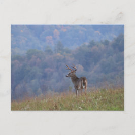 Cartão Postal Vida Selvagem do Cades Cove - Grandes Montanhas Fu