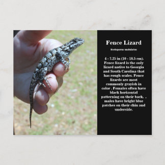 Cartão Postal Vida Selvagem do Lizard Sc, cerca do leste