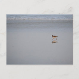 Cartão Postal Vida selvagem Foto Ocean Nature Beach Bird Sandpip