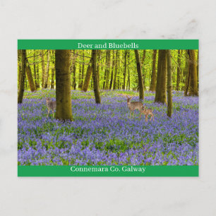 Cartão Postal Vida Selvagem Irlandesa