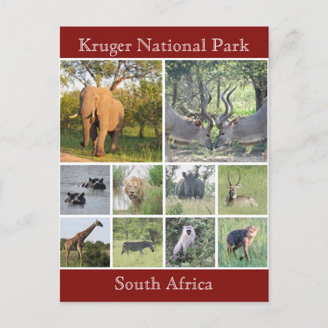 Cartão Postal vida selvagem kruger (Frente)