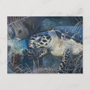 Cartão Postal Vida subaquática: Uma Tartaruga do Mar Hawksbill