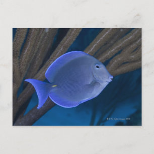 Cartão Postal Vida submarina: Acanthurus coeruleus com mar