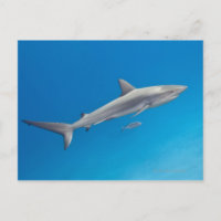 Vida submarina: Carcharhinus perezi nadando