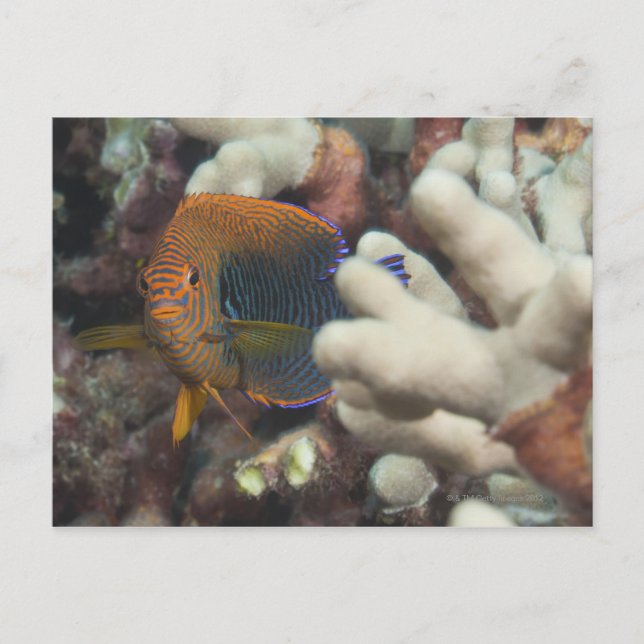 Cartão Postal Vida submarina; FISH: Um retrato de uma Potter (Frente)