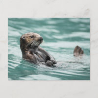 Vigiando a lontra marítima