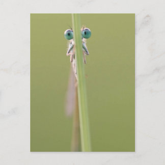 Cartão Postal vigiando você