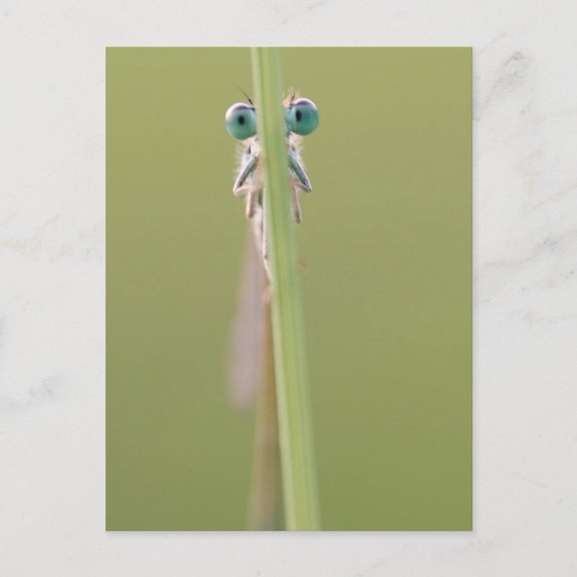 Cartão Postal vigiando você (Frente)