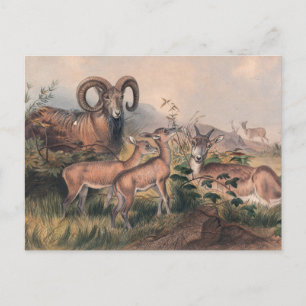 Cartão Postal Vigne's Wild Sheep por Joseph Wolf