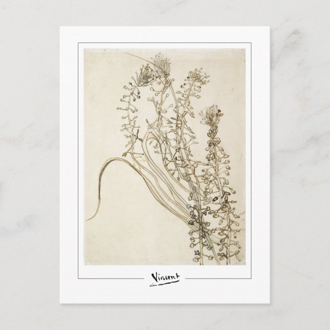 Cartão Postal Vincent Van Gogh #356-3 - Belas Artes (Frente)