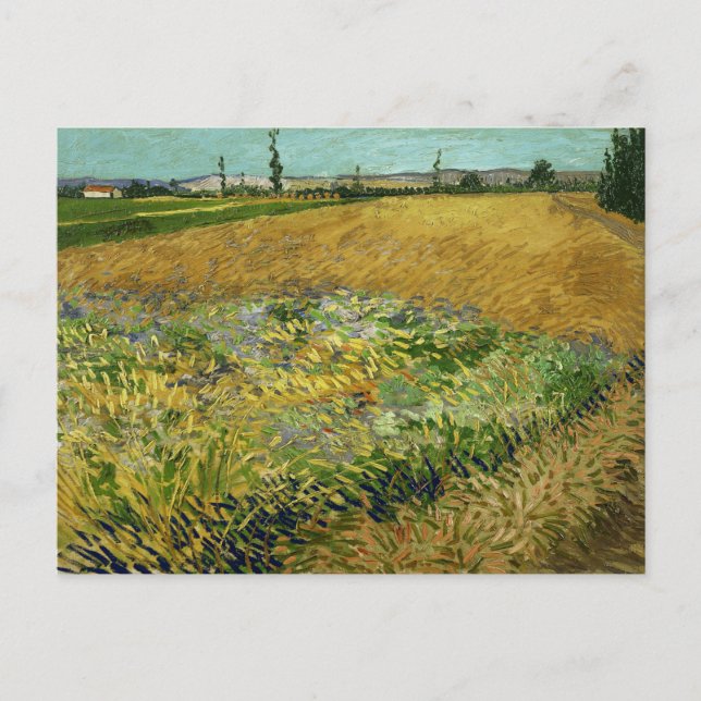 Cartão Postal Vincent Van Gogh, Campo de Trigo, Korenveld (Frente)