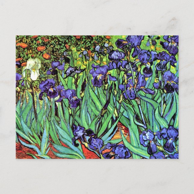 Cartão Postal Vincent Van Gogh - Íris - Amante de Flores Arte Fi (Frente)