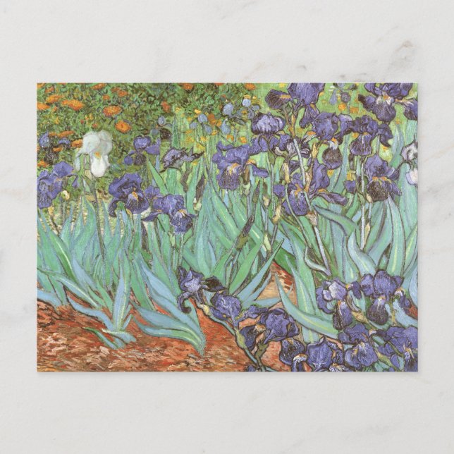 Cartão Postal Vincent van Gogh - Irrises (Frente)