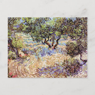 Cartão Postal Vincent Van Gogh - Olive Orchard Fine Art