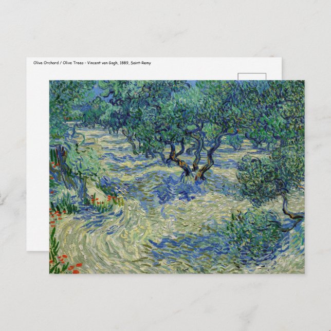 Cartão Postal Vincent van Gogh - Pomar de Oliveiras (Frente/Verso)