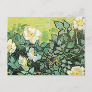 Cartão Postal Vincent Van Gogh - Rosas selvagens 1890