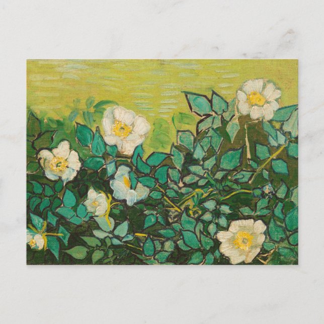 Cartão Postal Vincent Van Gogh Wild Rosas Fine Art (Frente)