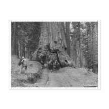 Vindo Pela Árvore Excelente Wawona