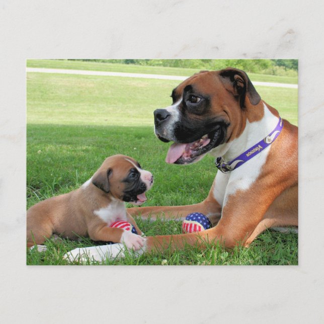 Cartão Postal Vindy e Pups - Foto 95 (Frente)