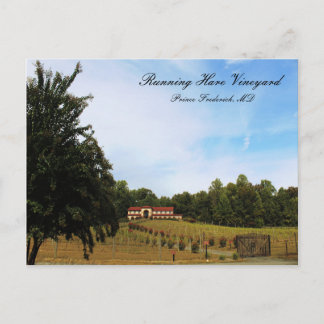 Cartão Postal Vineyard de Raça