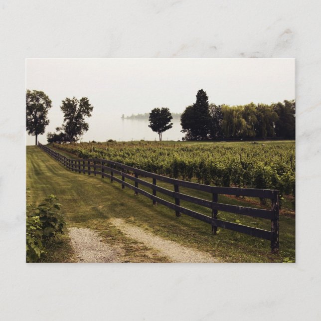 Cartão Postal Vineyard do lago com paisagem de cerca (Frente)