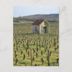 Cartão Postal Vineyard na França de Burgundy