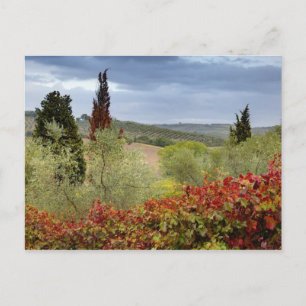 Cartão Postal Vineyard próximo de Montalcino, Toscana, Itália
