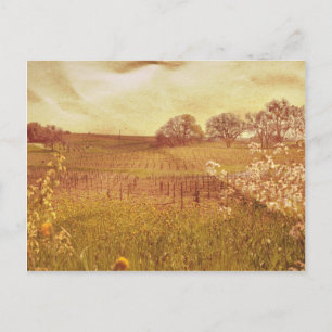Cartão Postal Vineyard russo em Napa Vale Califórnia