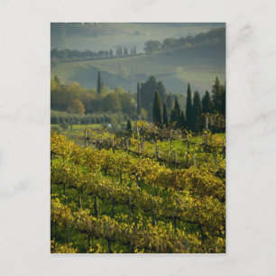 Cartão Postal Vineyard, Toscana, Itália