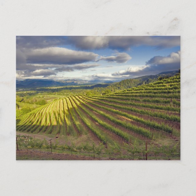 Cartão Postal Vineyard. Vale Napa. Napa. Condado de Napa, (Frente)