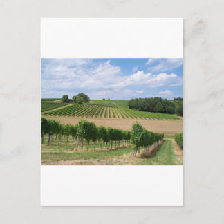 Cartão Postal Vineyard - Vinhedo (Bordéus - França) 04