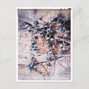 Cartão Postal Vinha de inverno e Berries
