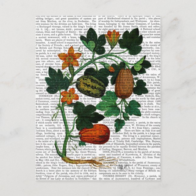 Cartão Postal Vinha-esquadrão 1 (Frente)