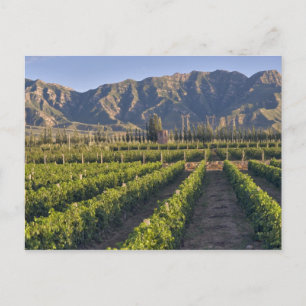 Cartão Postal Vinhas de Cabernet Sauvignon em Huailai Rongchen