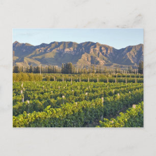 Cartão Postal Vinhas de Cabernet Sauvignon em Huailai Rongchen 2
